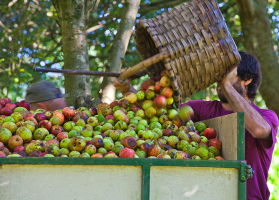 Manzanas de Nuestra Tierra 2 - elaboracion de sidra